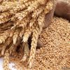 Wheat-5kg