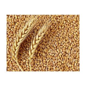 گندم در بسته 10 کیلوگرمی