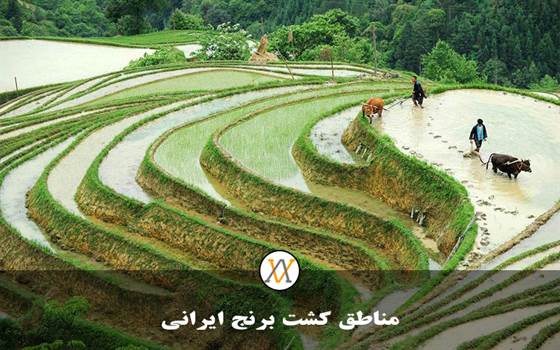 مناطق کشت برنج ایرانی