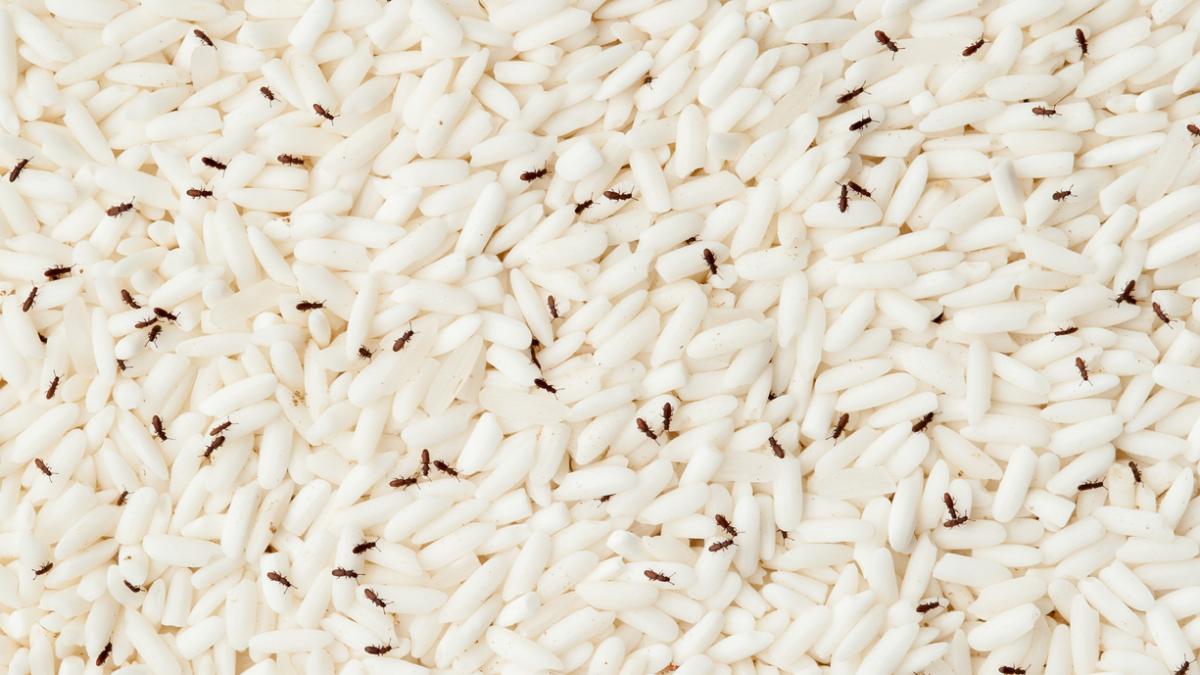 شپشک برنج چیست ؟ روش از بین بردن شپشک برنج